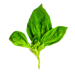 Trulli Pasta Basil